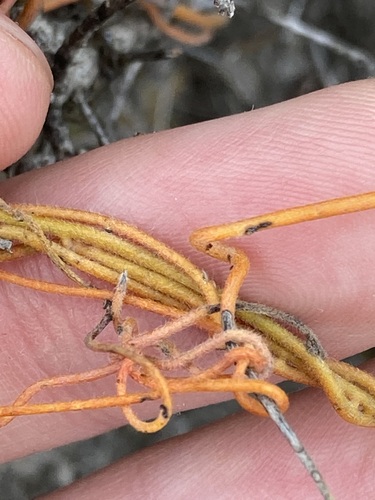 Image of Cassytha Aurea (Cassytha aurea) by (c) Thomas Mesaglio, some rights reserved (CC BY)
