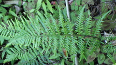 Pityrogramma calomelanos