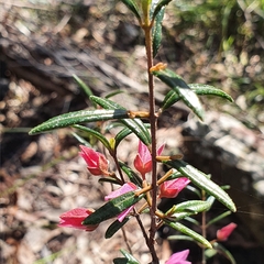 Boronia ledifolia