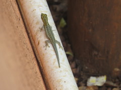 Lygodactylus picturatus