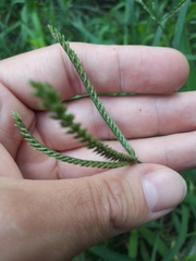 Eleusine indica