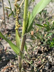 Panicum miliaceum ruderale