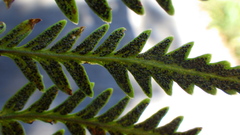 Pityrogramma calomelanos