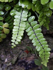 Asplenium trichomanes