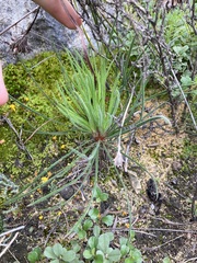 Stylidium crossocephalum