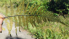 Pityrogramma calomelanos