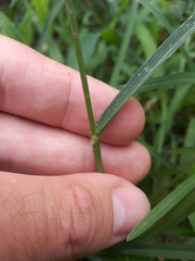 Eleusine indica