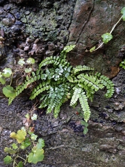Asplenium trichomanes