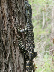 Varanus varius
