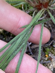 Stylidium crossocephalum