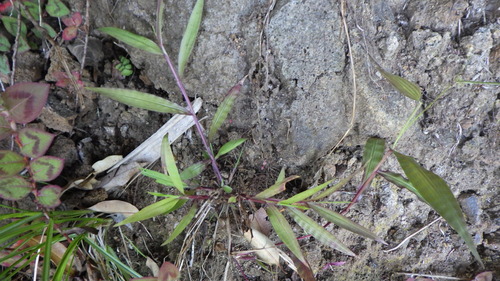 Paspalum nutans observed 2022-08-26