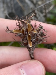 Stylidium crossocephalum