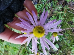 Chrysanthemum sinuatum