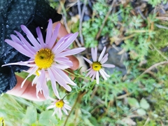 Chrysanthemum sinuatum
