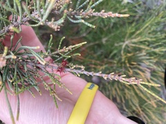 Allocasuarina humilis