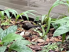 Amaurornis phoenicurus