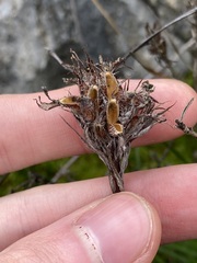 Stylidium crossocephalum