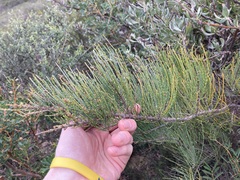 Allocasuarina humilis