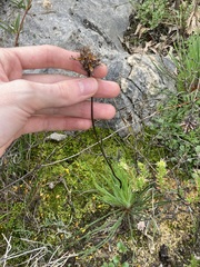 Stylidium crossocephalum