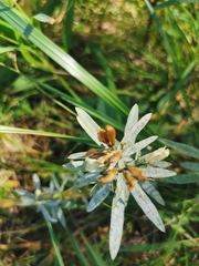 Trifolium lupinaster