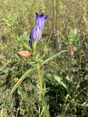 Gentiana pneumonanthe