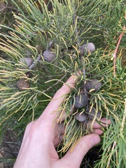 Allocasuarina humilis