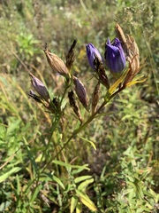 Gentiana pneumonanthe