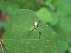 Mangora