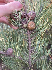 Allocasuarina humilis