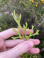Synaphea