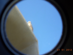 Athene cunicularia