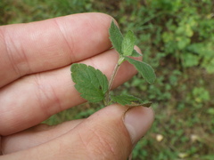 Veronica chamaedrys
