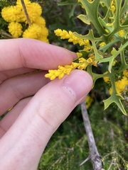 Synaphea