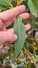 Eucalyptus kitsoniana