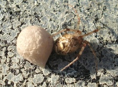 Parasteatoda simulans