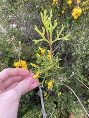 Synaphea