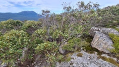 Eucalyptus kitsoniana