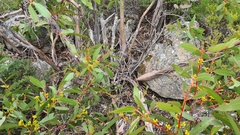 Eucalyptus kitsoniana