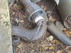 Broadleysaurus major