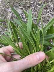 Scaevola repens