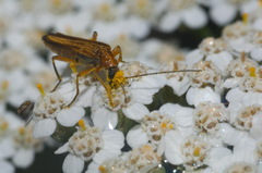 Oedemera podagrariae