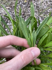 Scaevola repens