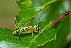 Saperda scalaris