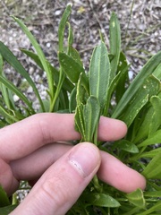 Scaevola repens