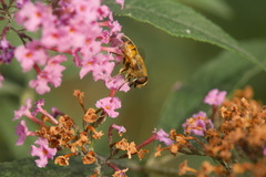 Eristalinae