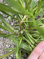 Scaevola repens