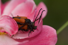 Stictoleptura cordigera