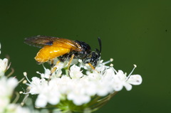 Arge melanochra