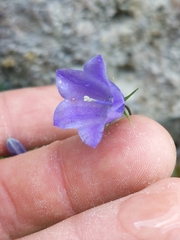 Campanula cochleariifolia