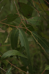 Eucalypteae